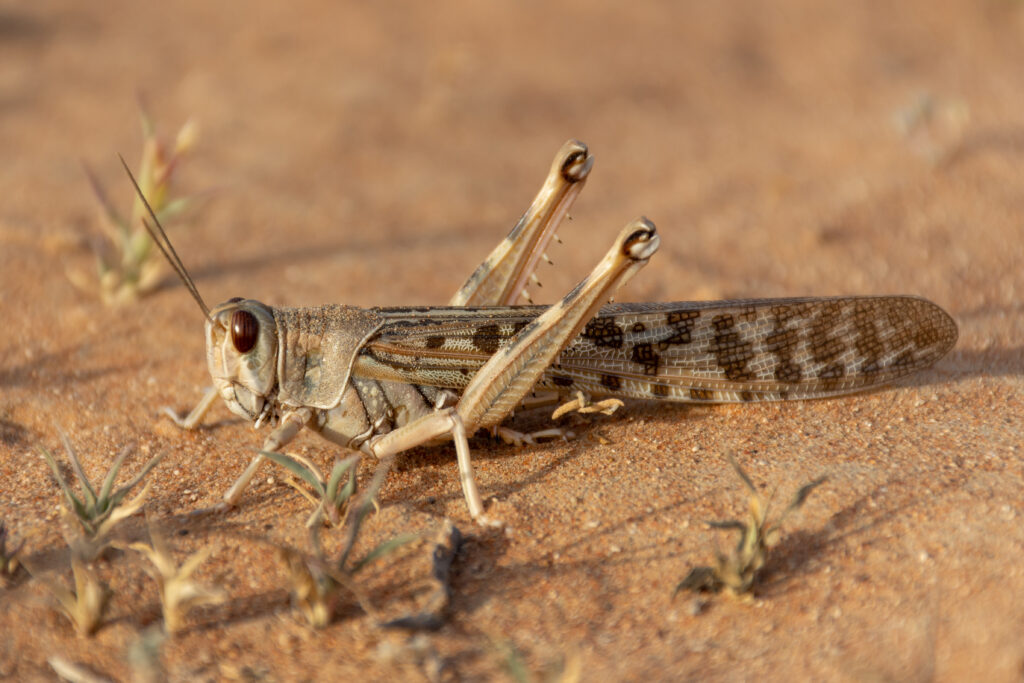 The Desert Locust Monitoring Service will help users identify regions at risk of locust outbreaks
